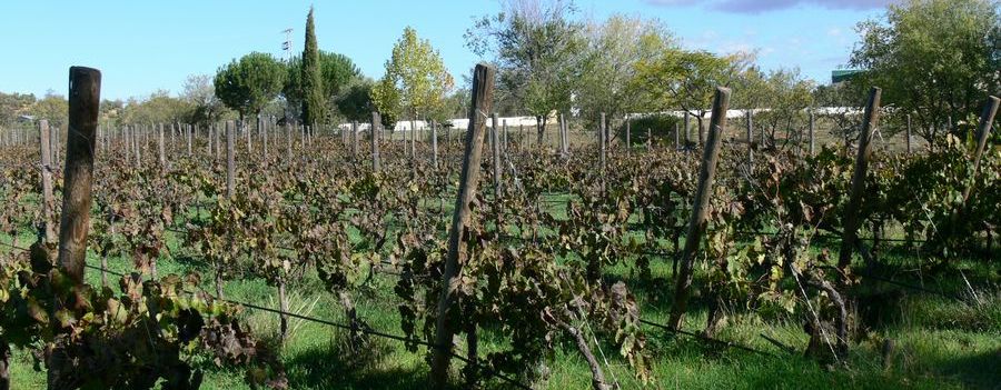 Ronda apuesta por el conocimiento en Vinos con un Master en enología por la UMA