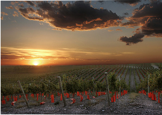 Vinos Argentina