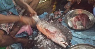 besugo - Red seabream