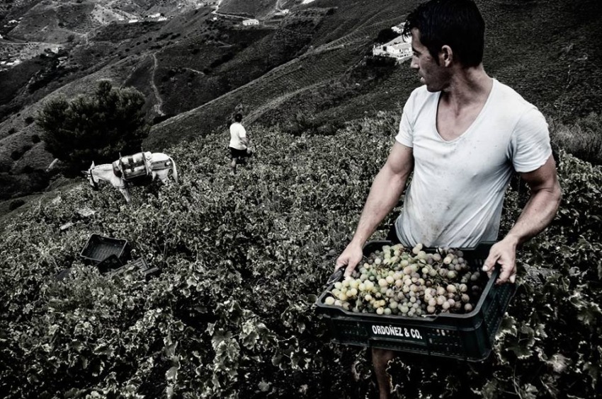 Ganadores Concurso La Axarquía en Vendimia. Un excepcional concurso fotográfico