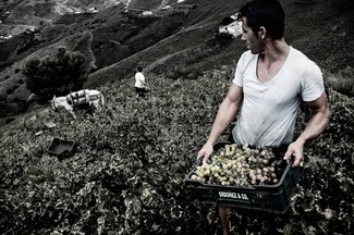 Ganadores Concurso La Axarquía en Vendimia. Un excepcional concurso fotográfico