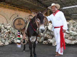 Tequila Agave Azul, icono de México