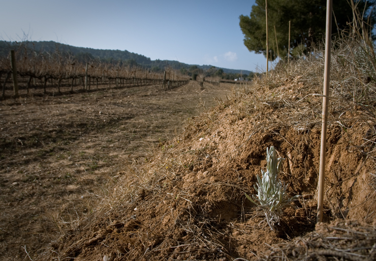 Proyecto Biodivine en Heredad de Seguras Viudas