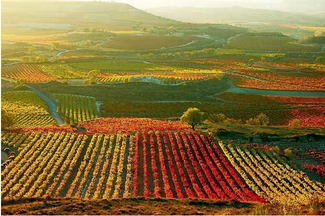 Remírez de Ganuza I