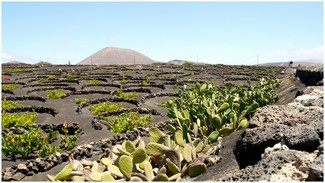 Actividades en bodegas: vino y algo más. Dos ejemplos en Lanzarote