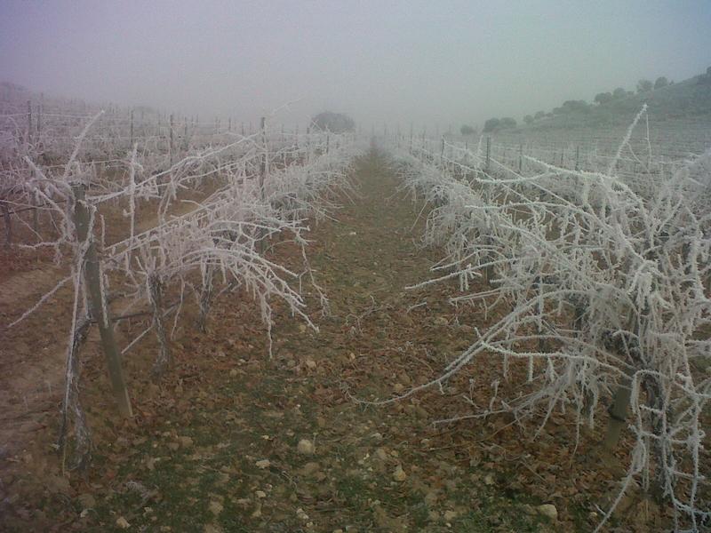 Crónica versada sobre vendimias y elaboraciones. Añada 2013