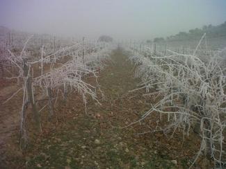 Crónica versada sobre vendimias y elaboraciones. Añada 2013