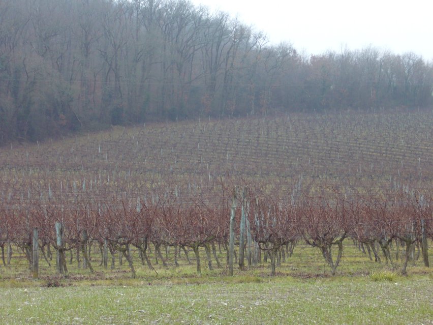 Diferencias entre Rioja y Burdeos