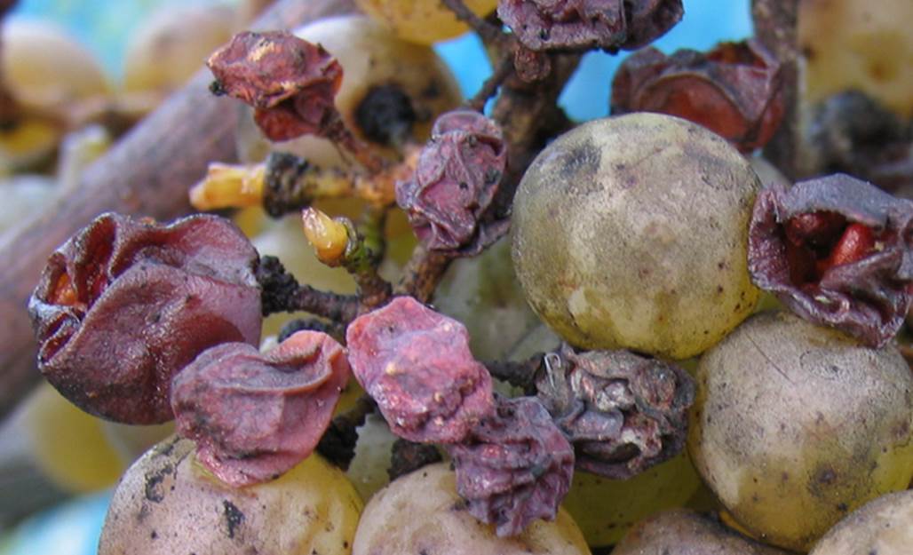 Los vinos que más echo en falta de Francia