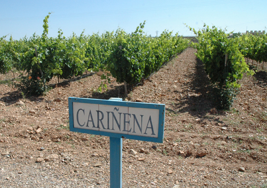Campo de Cariñena: un lugar para disfrutar de los mejores productos de Aragón