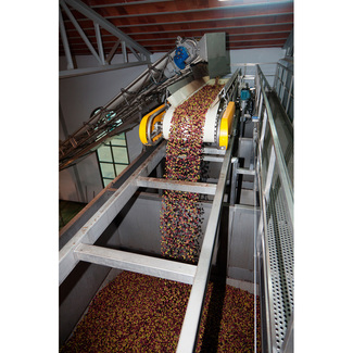 Entrada a molturación de la aceituna