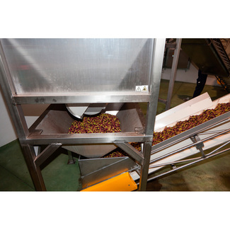 Peso zona de salida de la aceituna