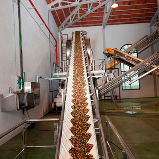 Salida desde la recepción de la aceituna a elaboración