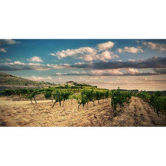 viñedos Puig Priorat