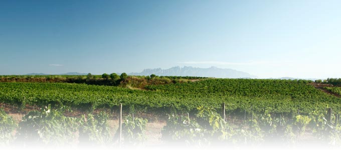 Cavas Recaredo, miembro de la agrupación multinacional de viticultores "Renaissence des Appellations"