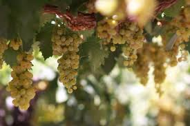 ¿Qué son los vinos plurivarietales?