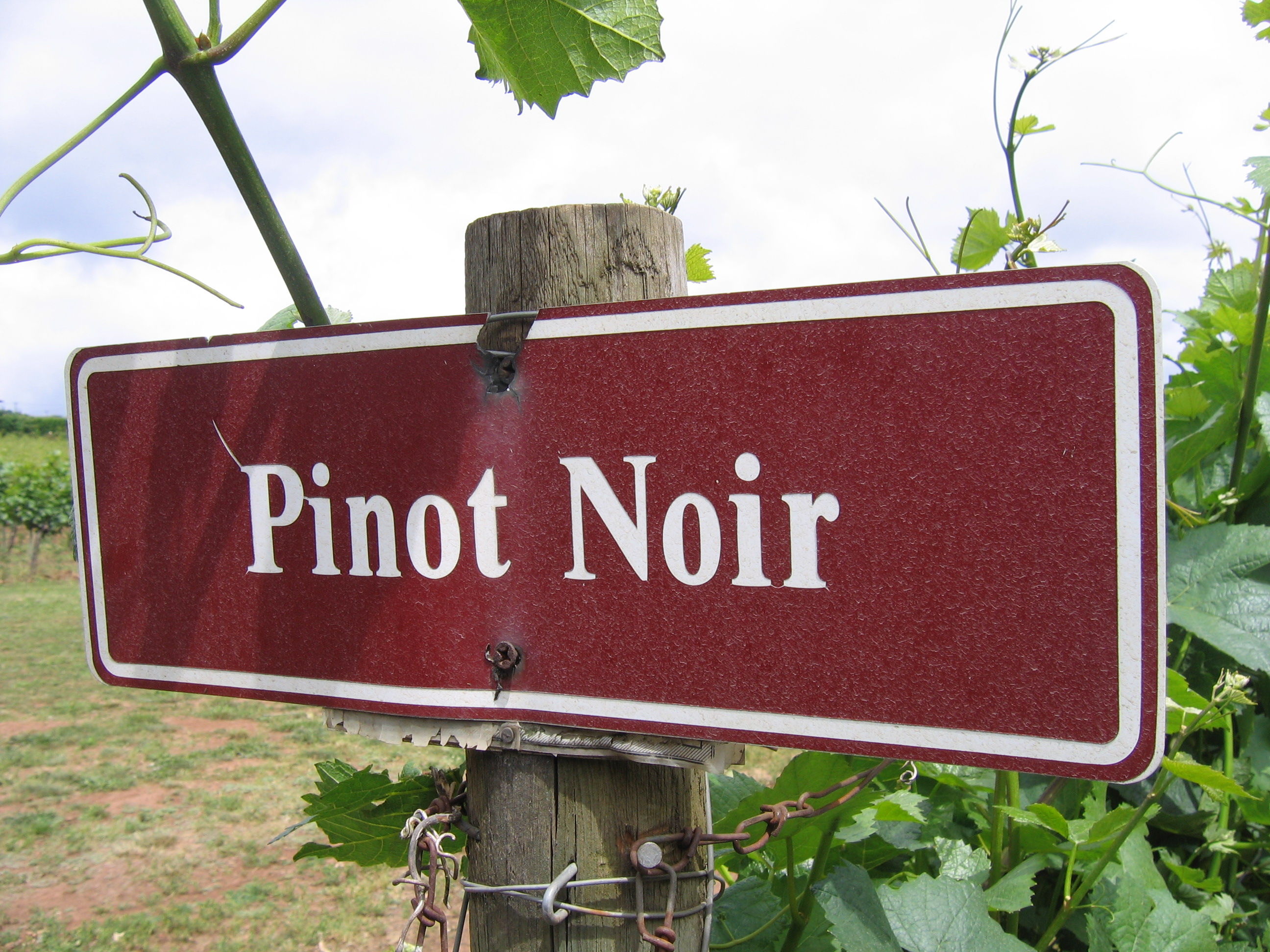 ¿Por qué Pinot Noir?