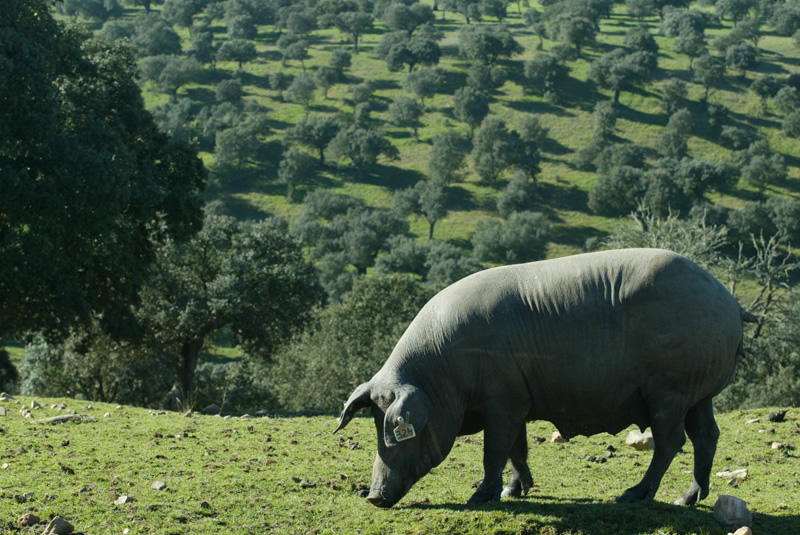 España tiene jamón ibérico pero...¿qué hay de Italia?
