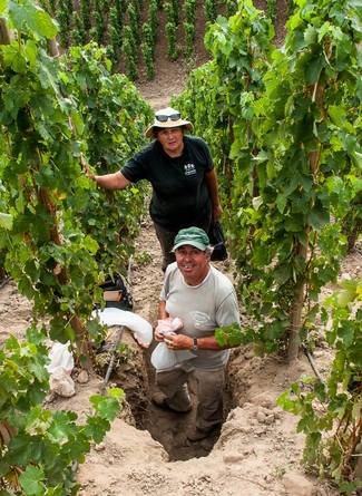 La influencia del suelo en la expresión de los vinos