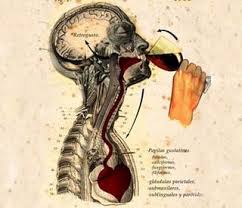 12 razones por las que beber vino beneficia tu salud