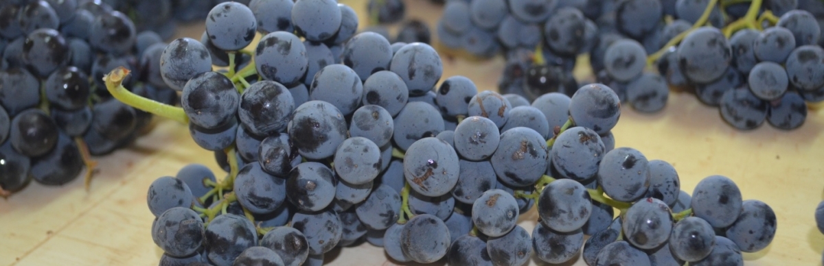 Encuentro transatlántico por la bobal