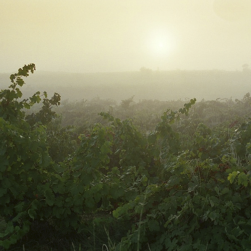 Cillar de Silos Joven 2011