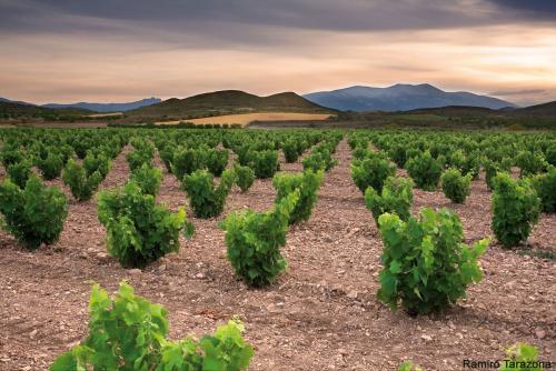 La D.O. Campo de Borja celebra su X Muestra de Garnachas