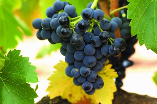 El Campo de Borja celebra la semana de la Garnacha del 12 al 18 de Mayo
