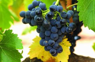 El Campo de Borja celebra la semana de la Garnacha del 12 al 18 de Mayo