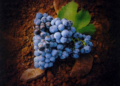 I Semana Universitaria del Vino y la Garnacha, 14 y 15 de mayo