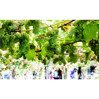 Viñedos bodega Pazo de Señorans