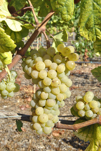 30 años en la recuperación del patrimonio vinícola catalán del Penedès