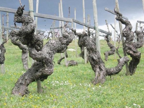 El vino griego, una vista al pasado a los orígenes del vino