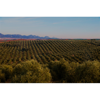 Olivos de la finca Perales de Miraflores