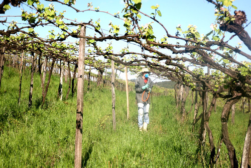 Un paseo por los vinos de Brasil, donde no todo es fútbol