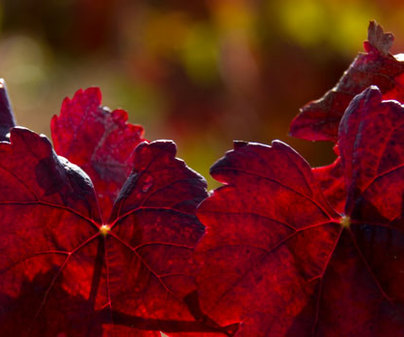 Buena calificación para la añada 2013 -2014 de la DO Manchuela