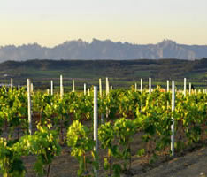 Encuentro de Foreros Verema en el Penedès, 4 y 5 de julio 2014 