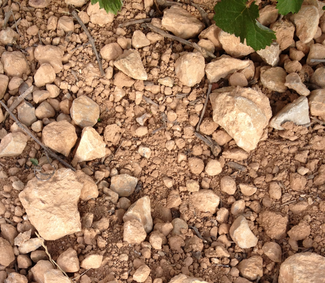 Simposium Internacional sobre la percepción de Mineralidad en los vinos