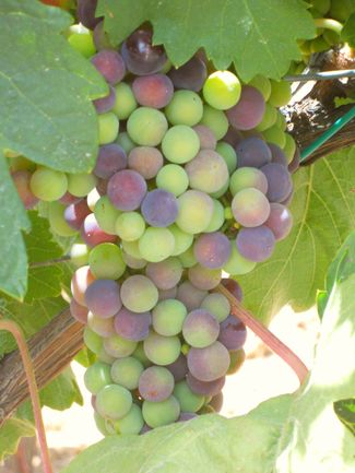 Cuenta atrás para la Vendimia EN FINCA CONSTANCIA