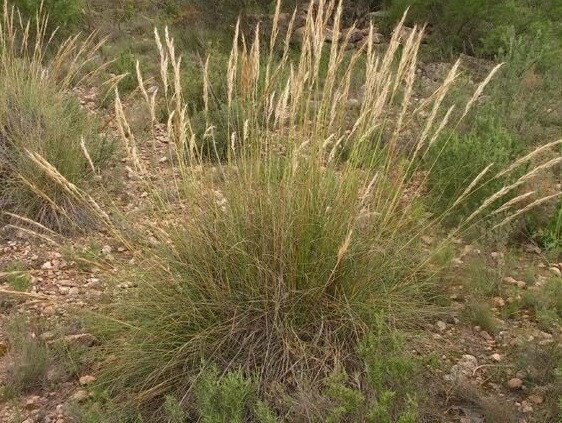 Pennisetum setaceum, nueva planta perjudicial que afecta a olivos y viñedos