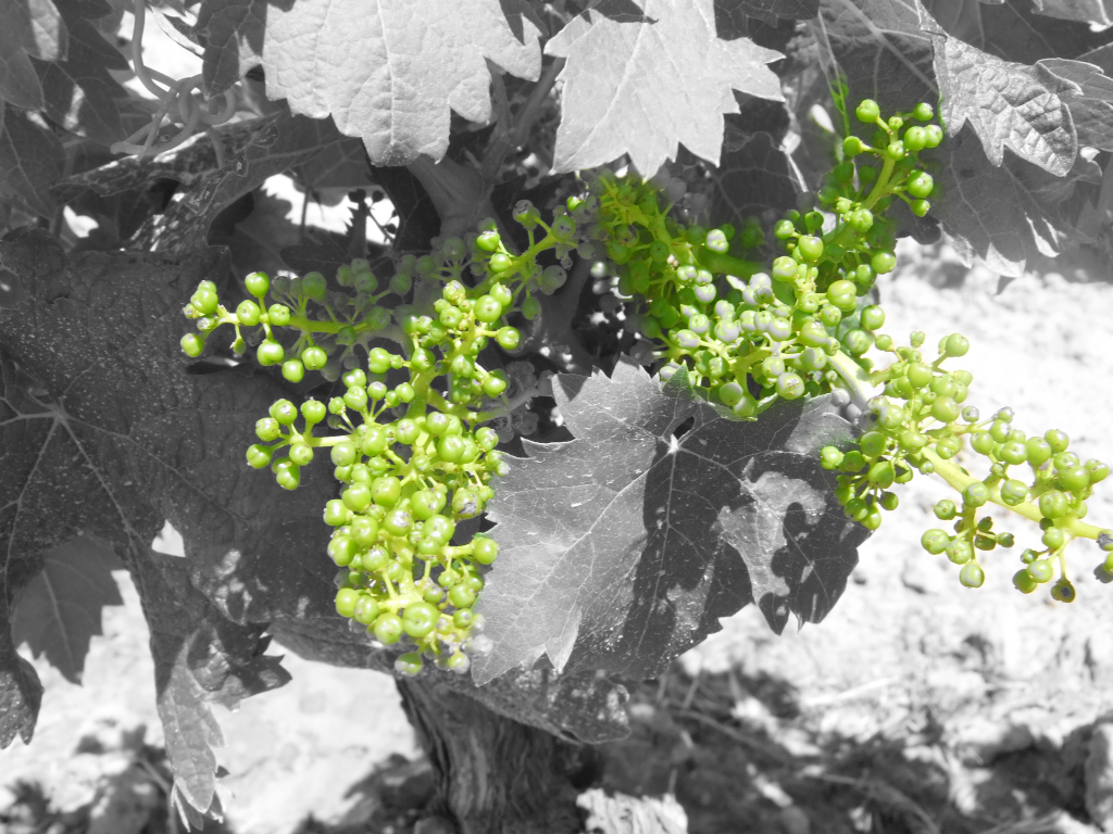 Agustín Santolaya: el hombre que susurraba a los taninos