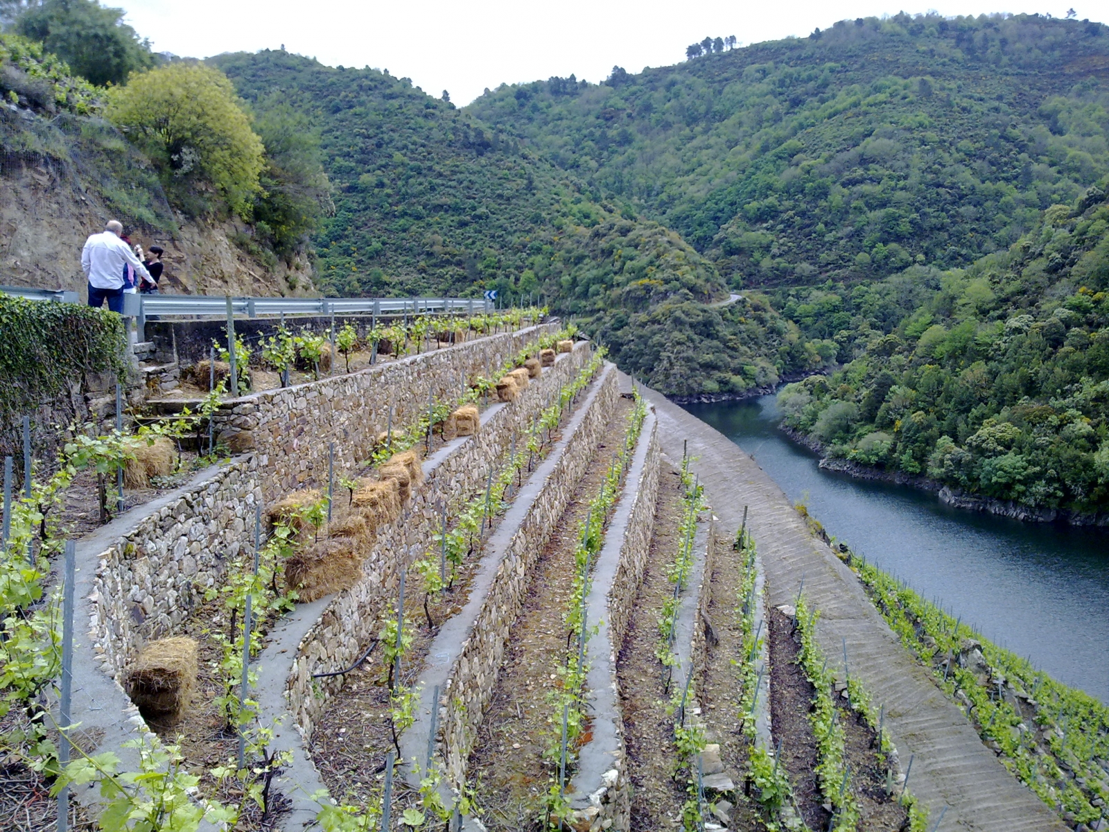 Enoturismo en Galicia Enoturismo en Galicia