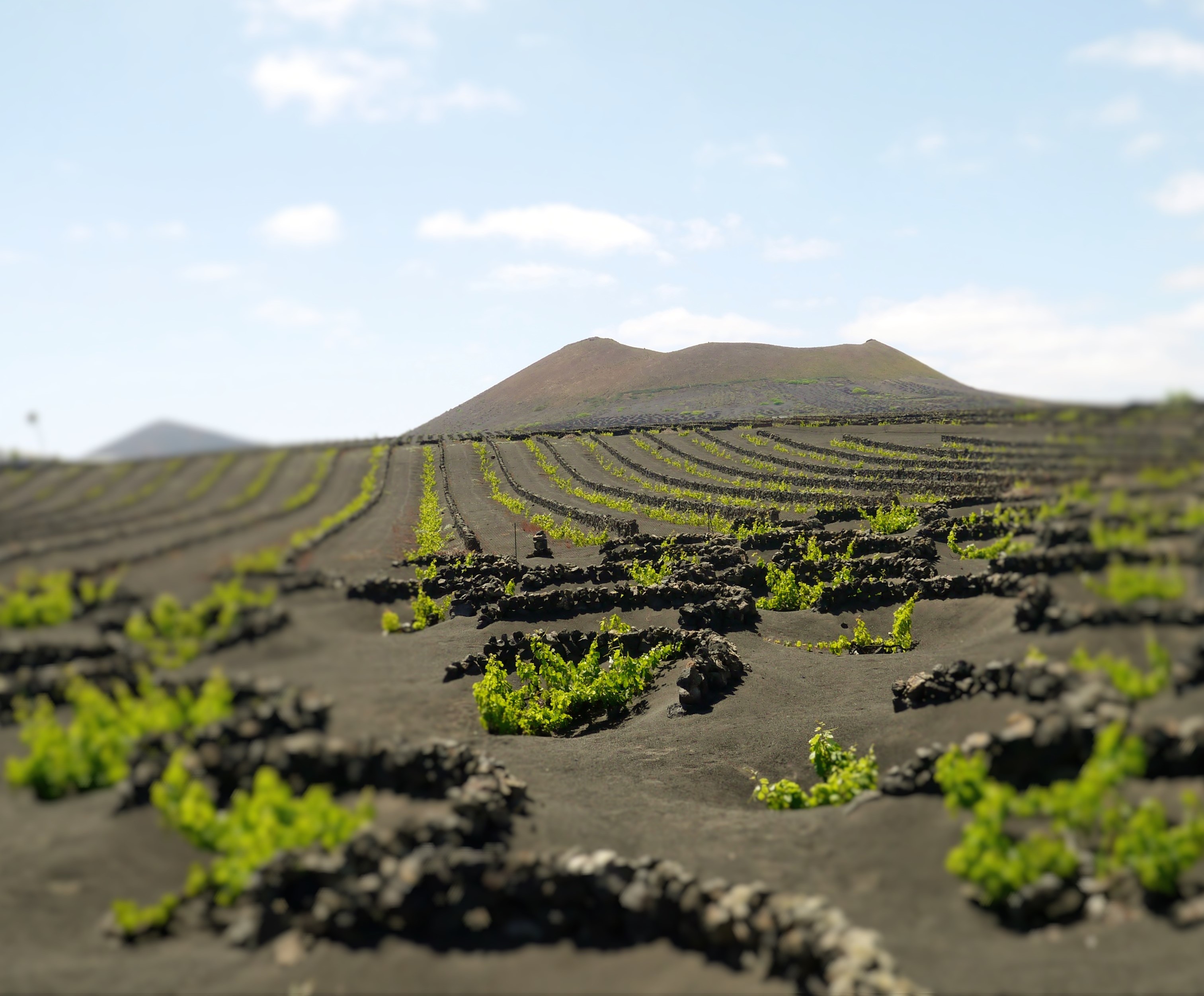 Turismo en Lanzarote: sol, playa ¿y vino?