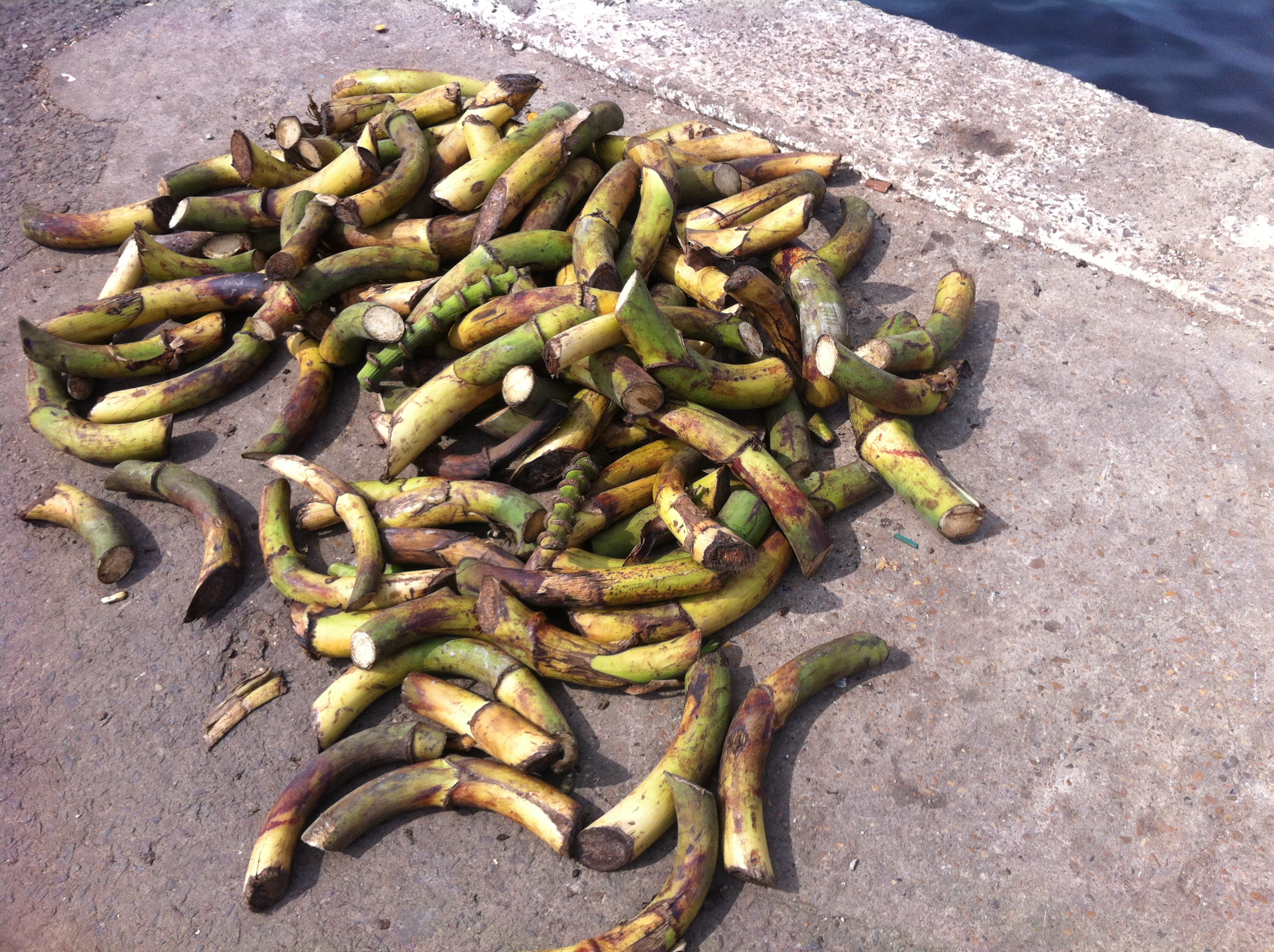 Palmito, el "espárrago" brasileño