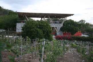 Los vinos tropicales