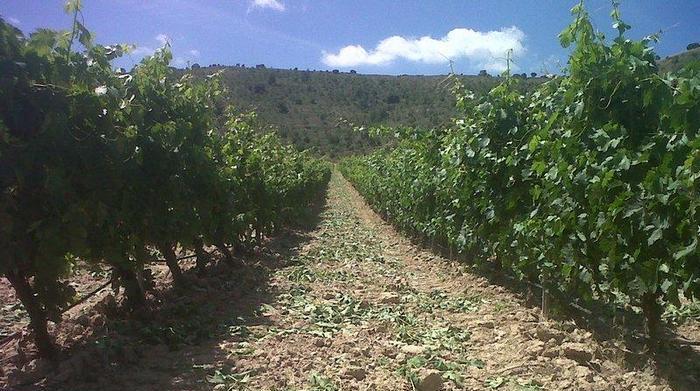 Crónicas de la añada 2014 en la Ribera del Duero