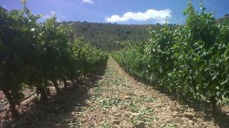 Crónicas de la añada 2014 en la Ribera del Duero