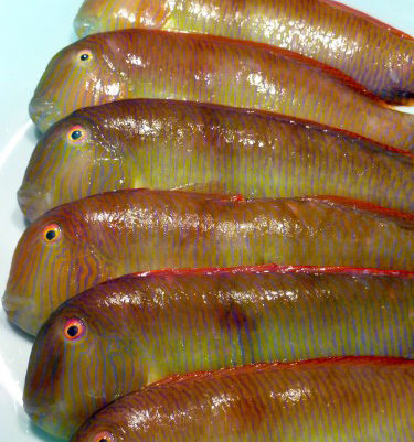 Galanes, ¿el pescado más caro de España?