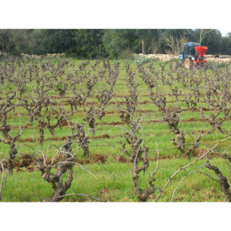 Ejemplo de viticultura ecológica