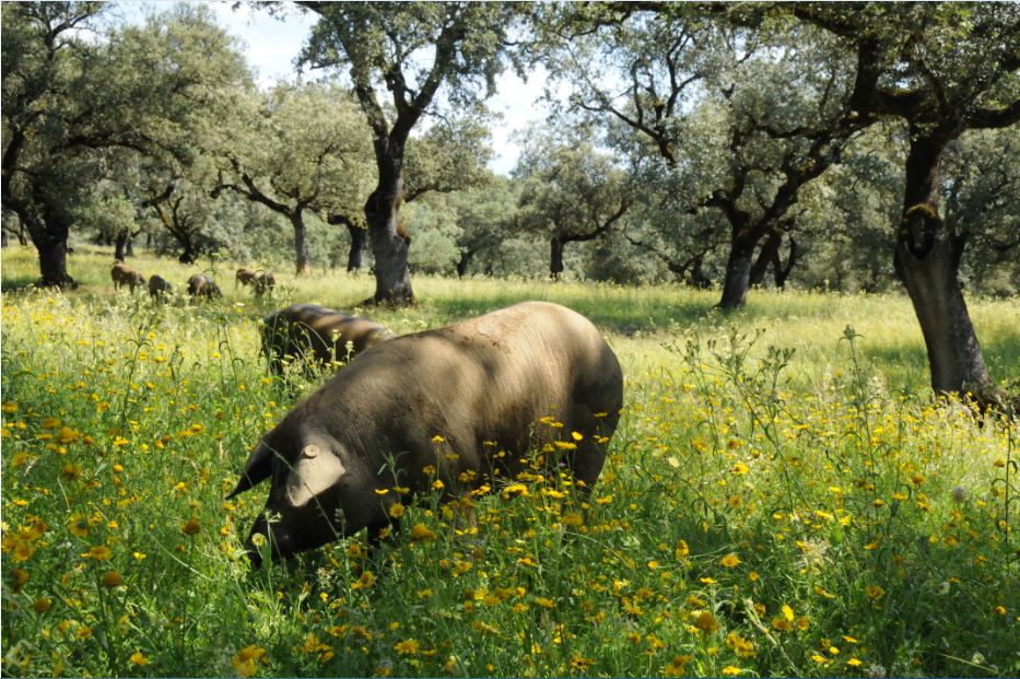 Las rutas del jamón ibérico puro de bellota: Jabugo, capital de la Pata Negra
